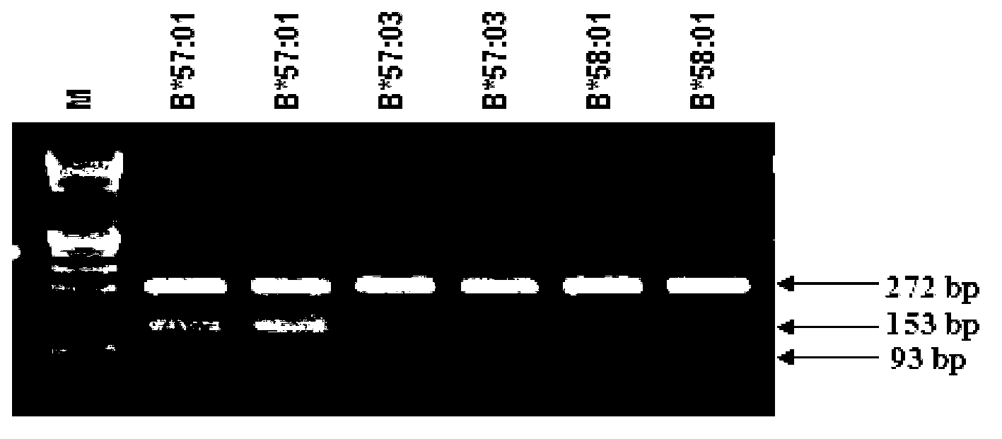 Assay kit for detecting human leukocyte antigen-B (HLA-B)*57:01 and HLA complex P5 (HCP5) alleles