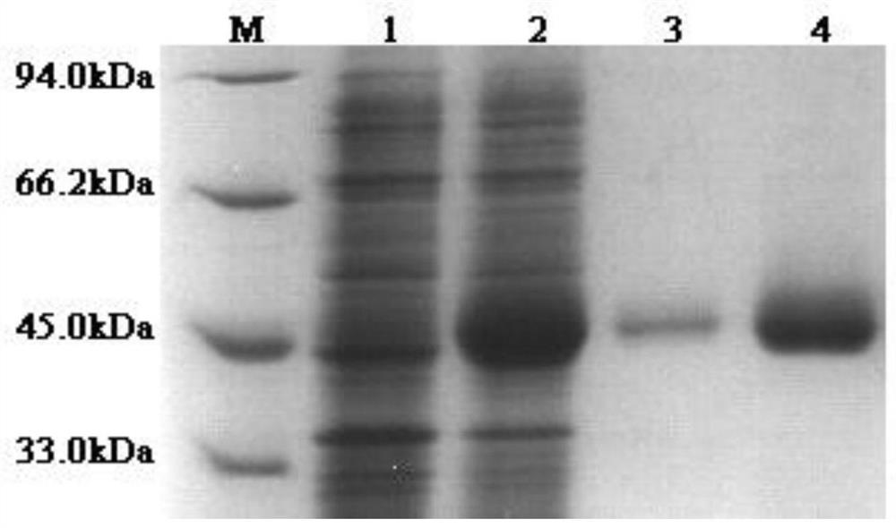 Preparation method of eimeria tenella recombinant polypeptide vaccine VKVQ and application method of eimeria tenella recombinant polypeptide vaccine VKVQ in resisting chicken coccidiosis