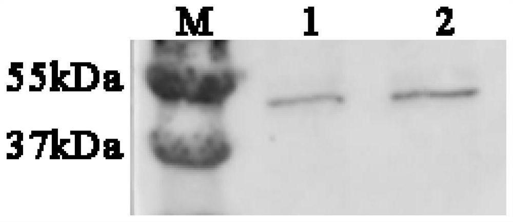 Preparation method of eimeria tenella recombinant polypeptide vaccine VKVQ and application method of eimeria tenella recombinant polypeptide vaccine VKVQ in resisting chicken coccidiosis