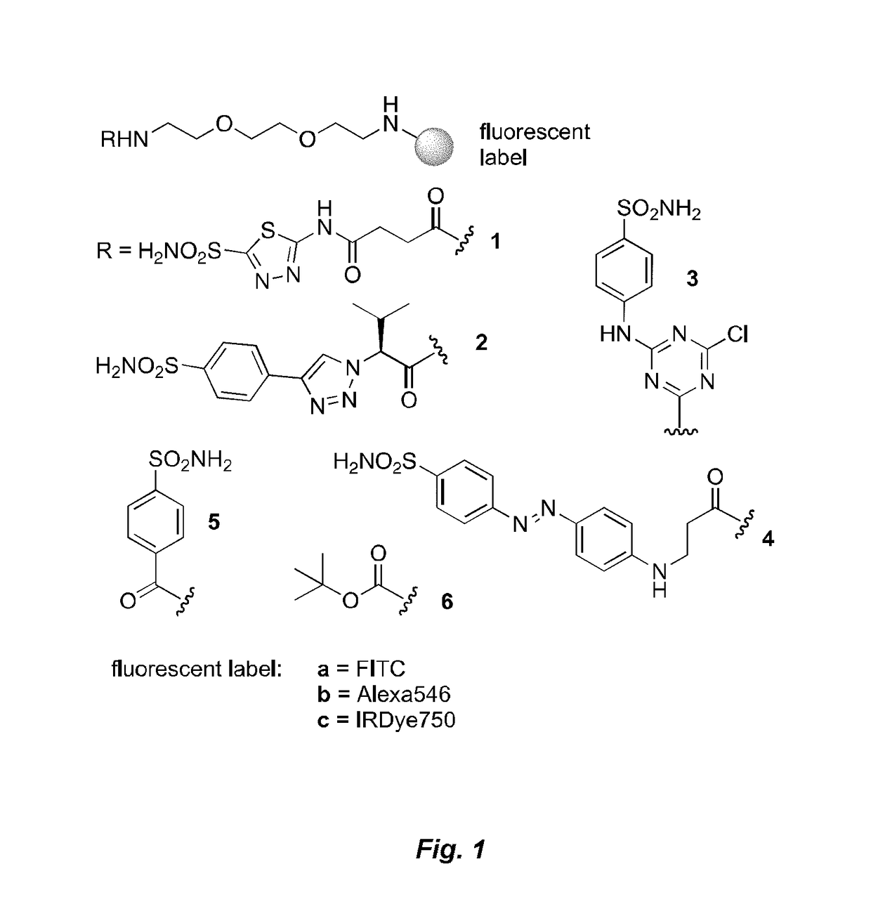 Small molecule drug conjugates