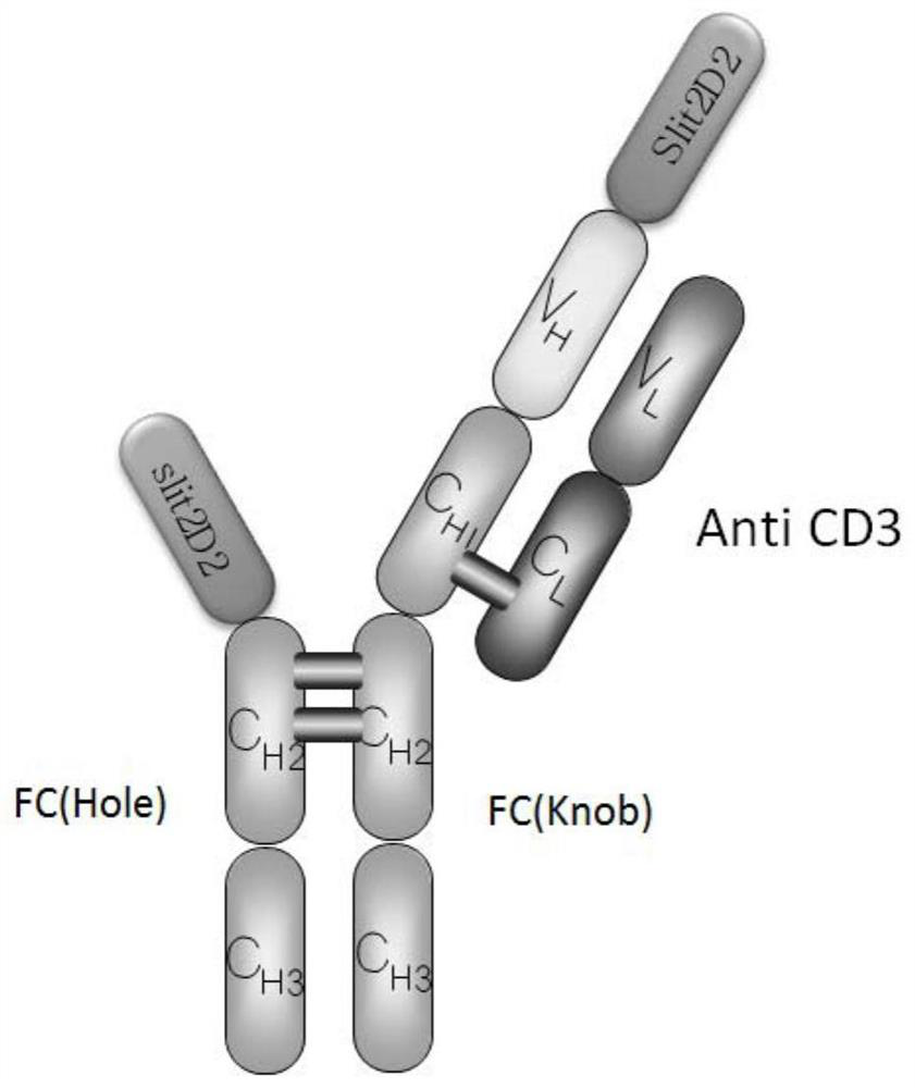 A bispecific antibody targeting robo1 and its preparation and application