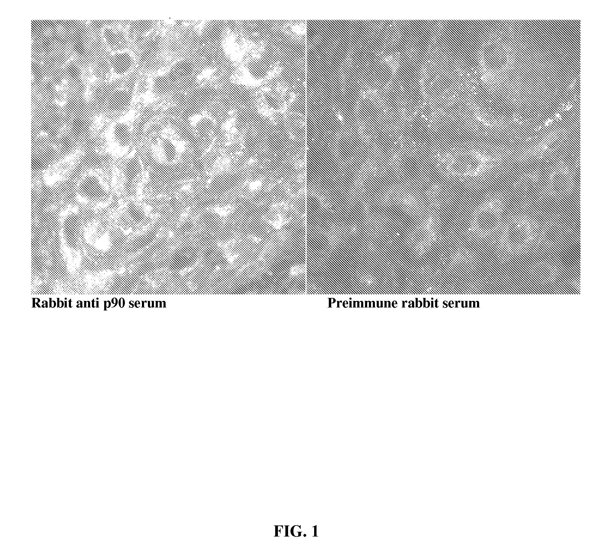 Compositions and methods for detecting cancers in a subject