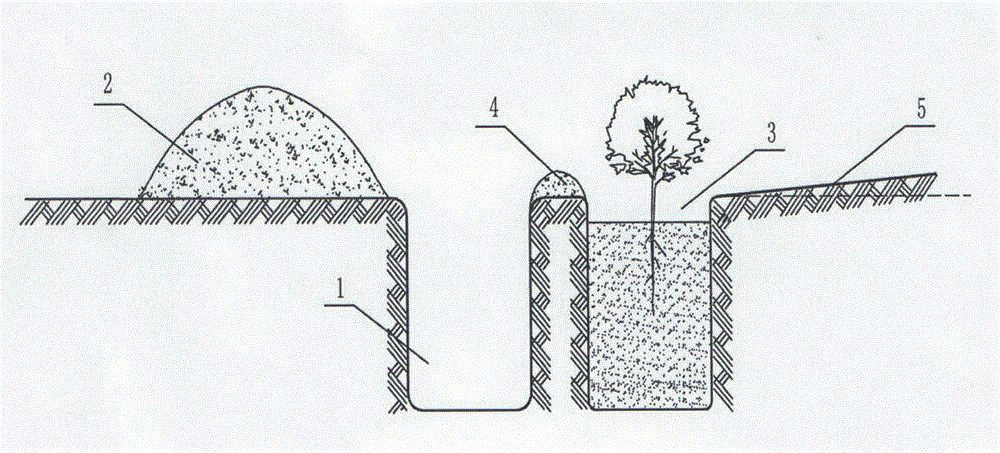 Sacsaoul irrigation-free vegetative cover afforestation method for draughty gravel desert region