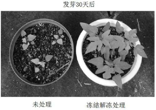 Method for enhancing plant characteristics and method for producing seedless fruit