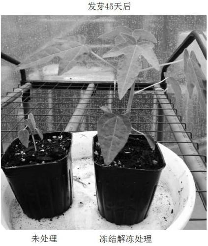 Method for enhancing plant characteristics and method for producing seedless fruit