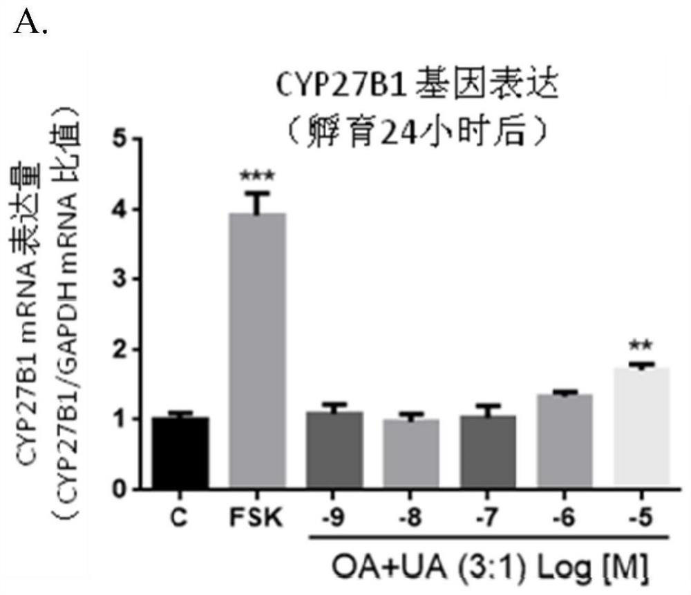 Oleanolic acid and ursolic acid in the preparation of modulating vitamin D  <sub>3</sub> Use in drugs that metabolize enzyme activity