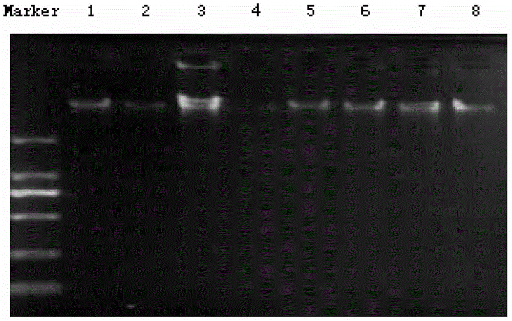 Method for extracting DNA from dry apricot leaf