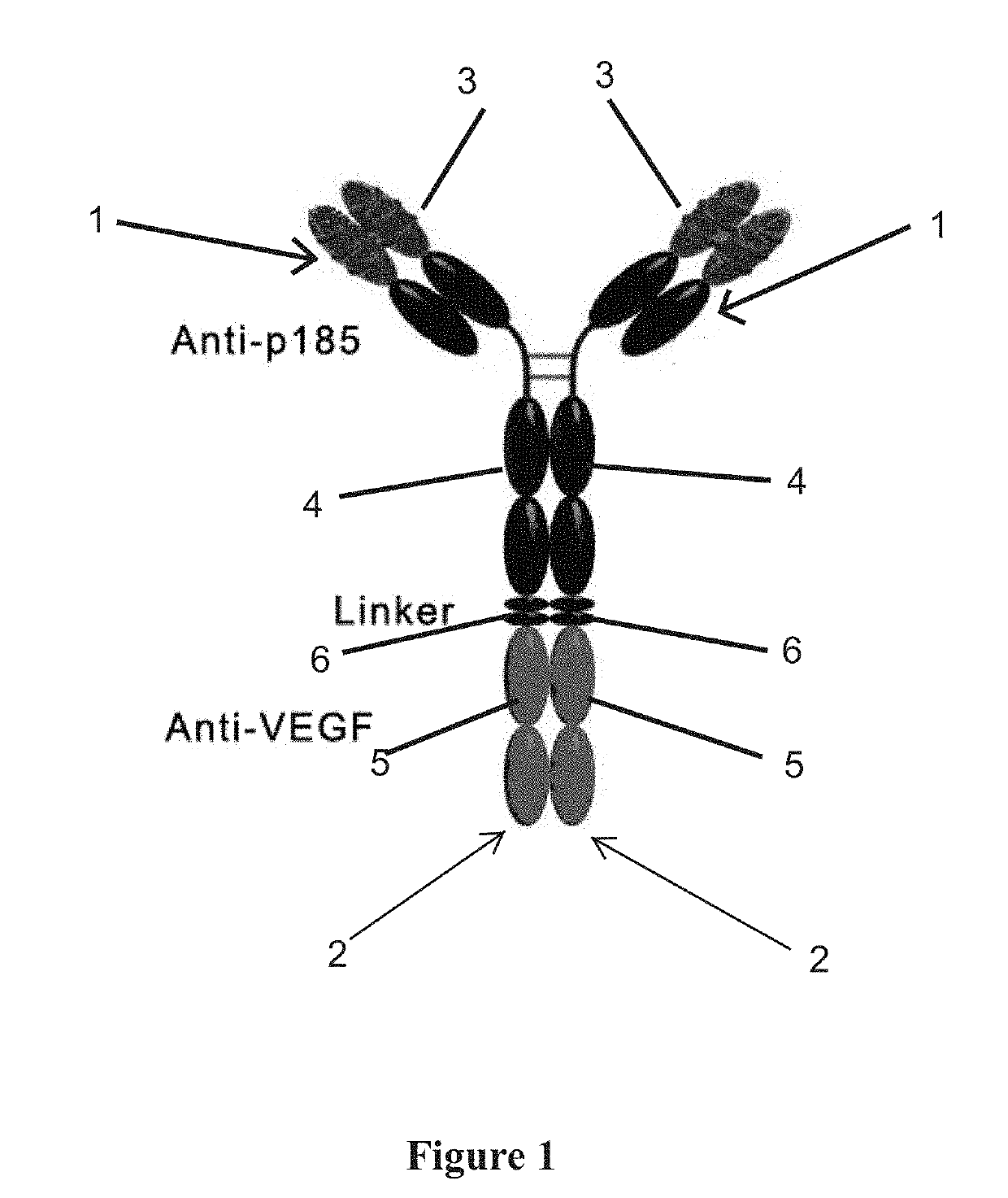 Bispecific antibody targeting human p185 and vascular endothelial growth factor and application thereof