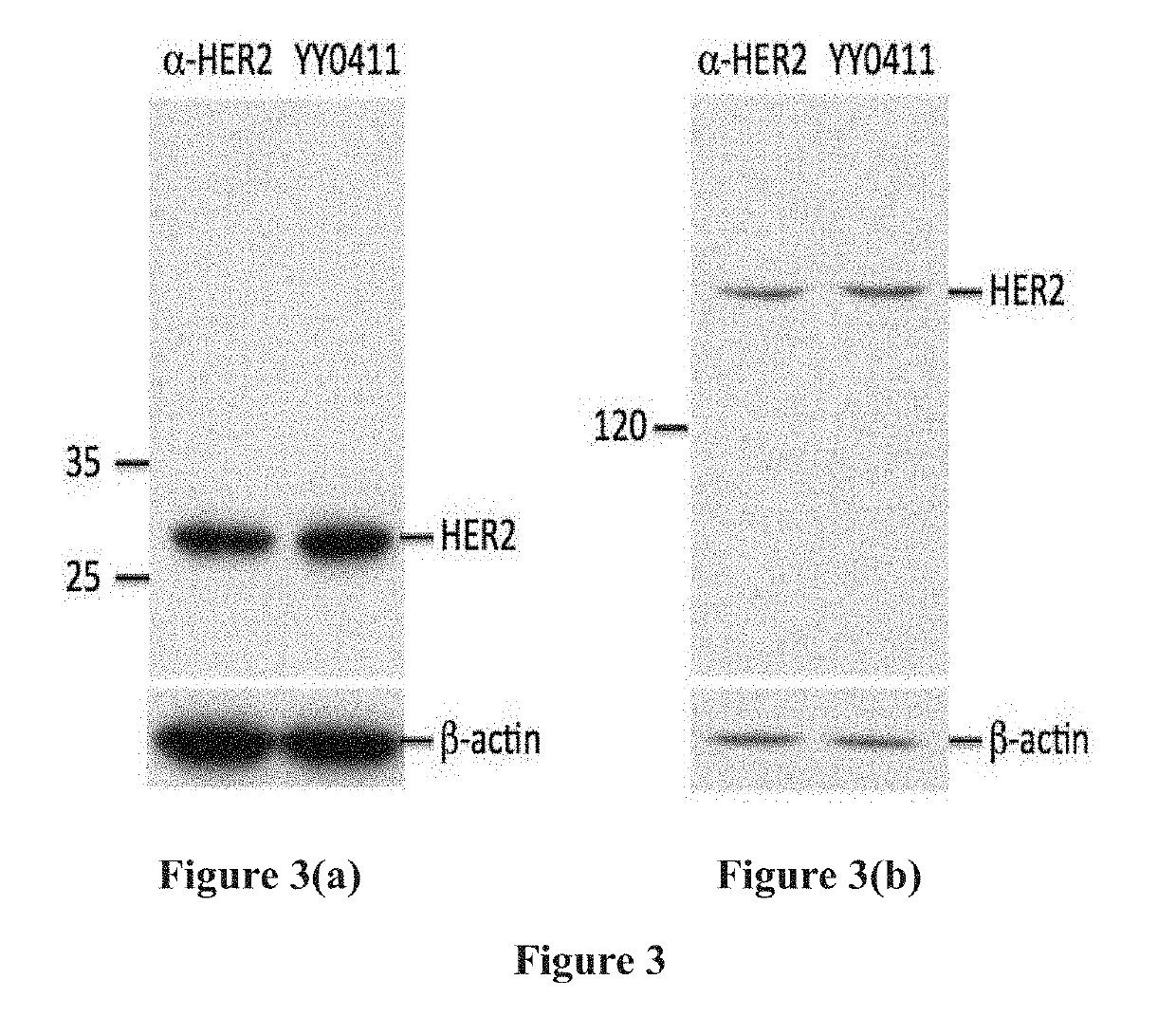 Bispecific antibody targeting human p185 and vascular endothelial growth factor and application thereof