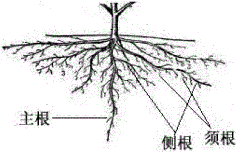 A cultivation tank for realizing the stable supply of soil moisture for shallow-rooted plants