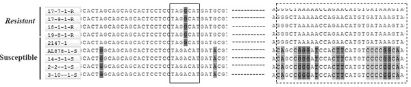 A functional marker and its application for rapid detection of powdery mildew resistance gene of A. tachyphylla