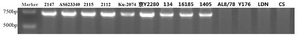 A functional marker and its application for rapid detection of powdery mildew resistance gene of A. tachyphylla