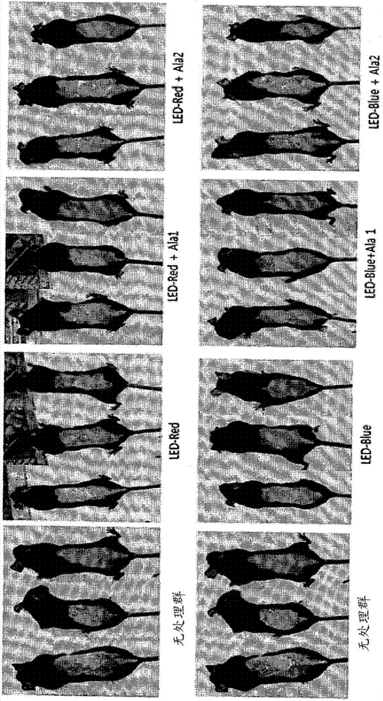 Composition for improving or promoting hair growth containing, as active ingredients, photosensitizer irradiated with light and peptide, and method using same