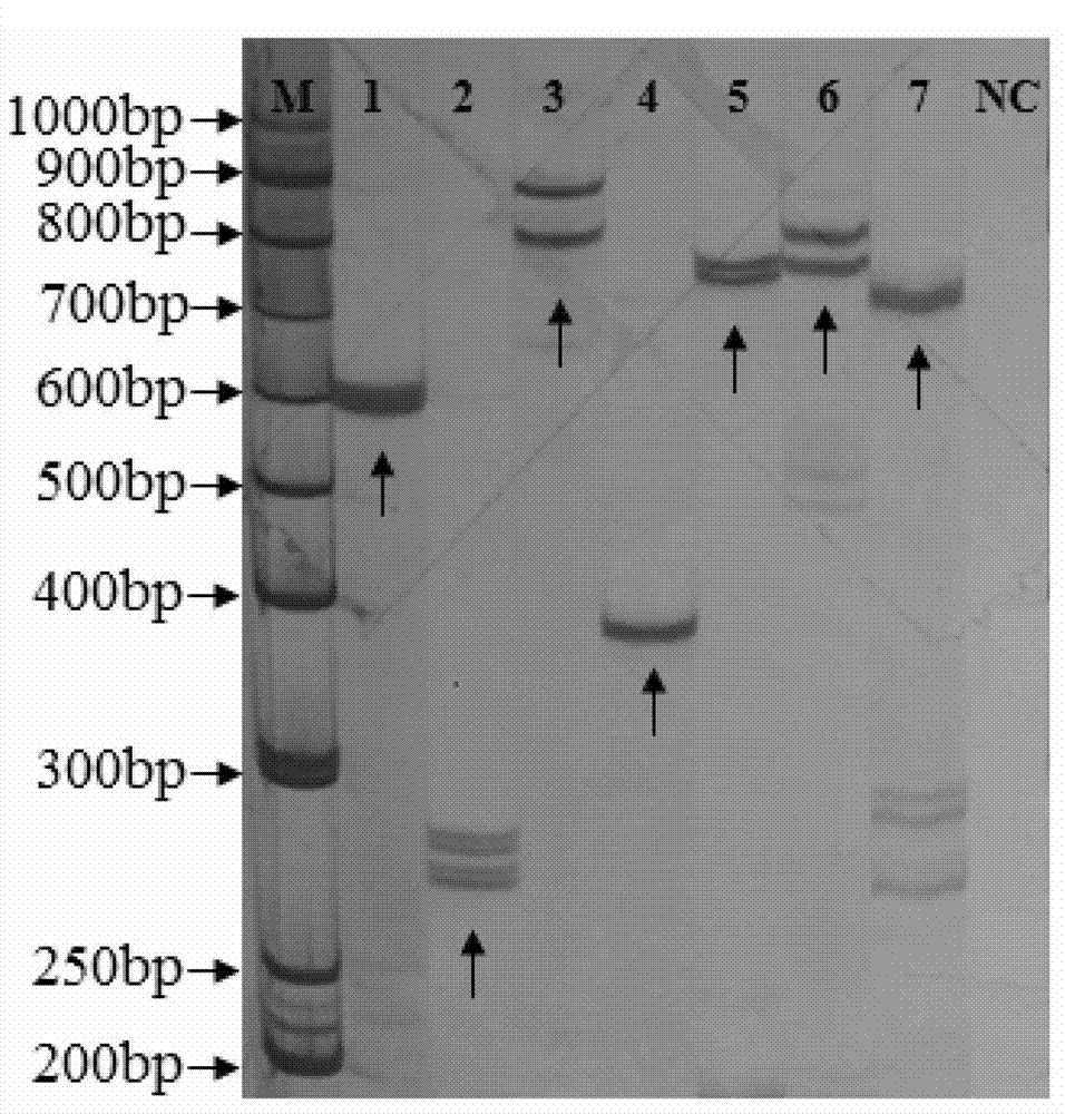 SSR fingerprint of Cr02 strain of Lentinus edodes, and construction method and application thereof