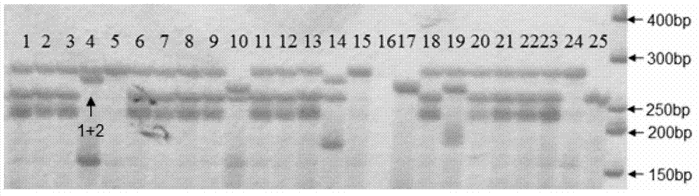 SSR fingerprint of Cr02 strain of Lentinus edodes, and construction method and application thereof