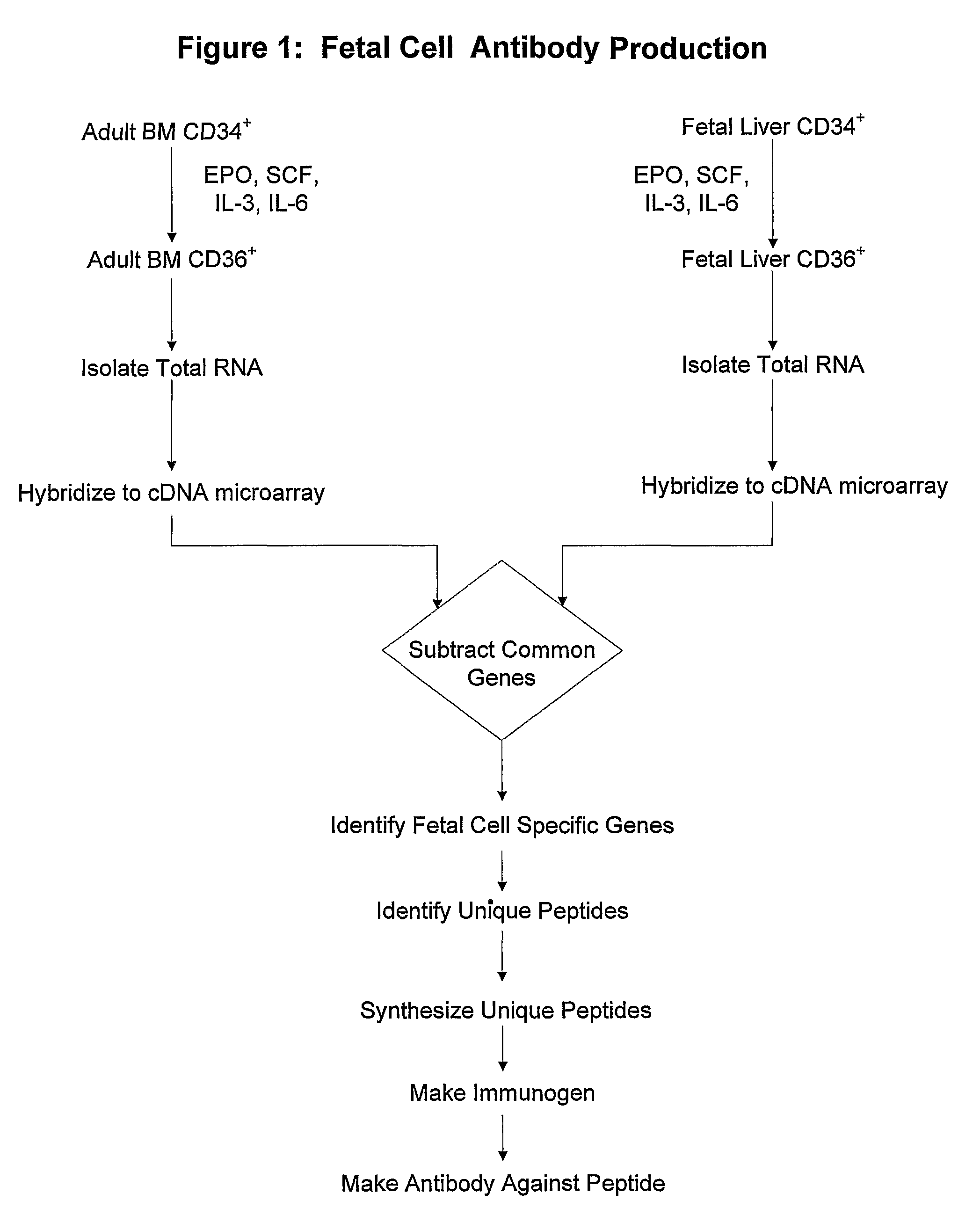 Antibodies against cells of fetal origin