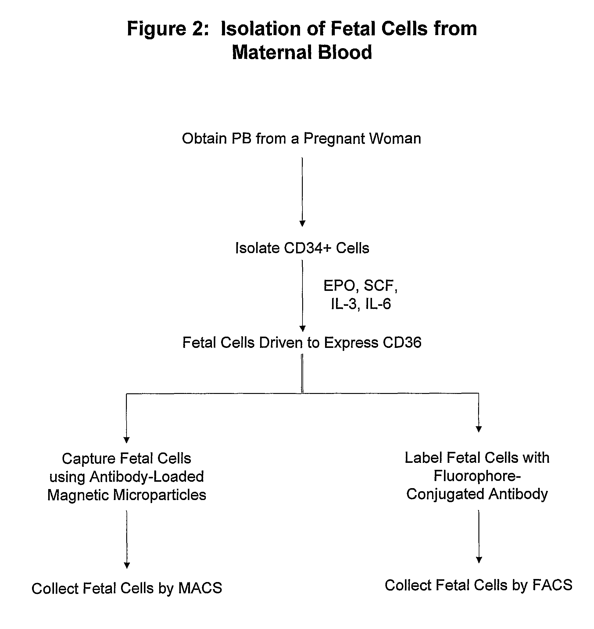 Antibodies against cells of fetal origin