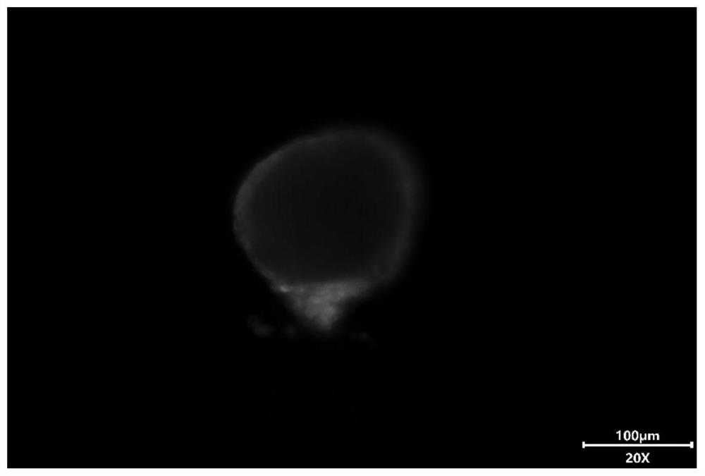 A kind of composition, culture medium and application for siRNA transfection 3D organoid