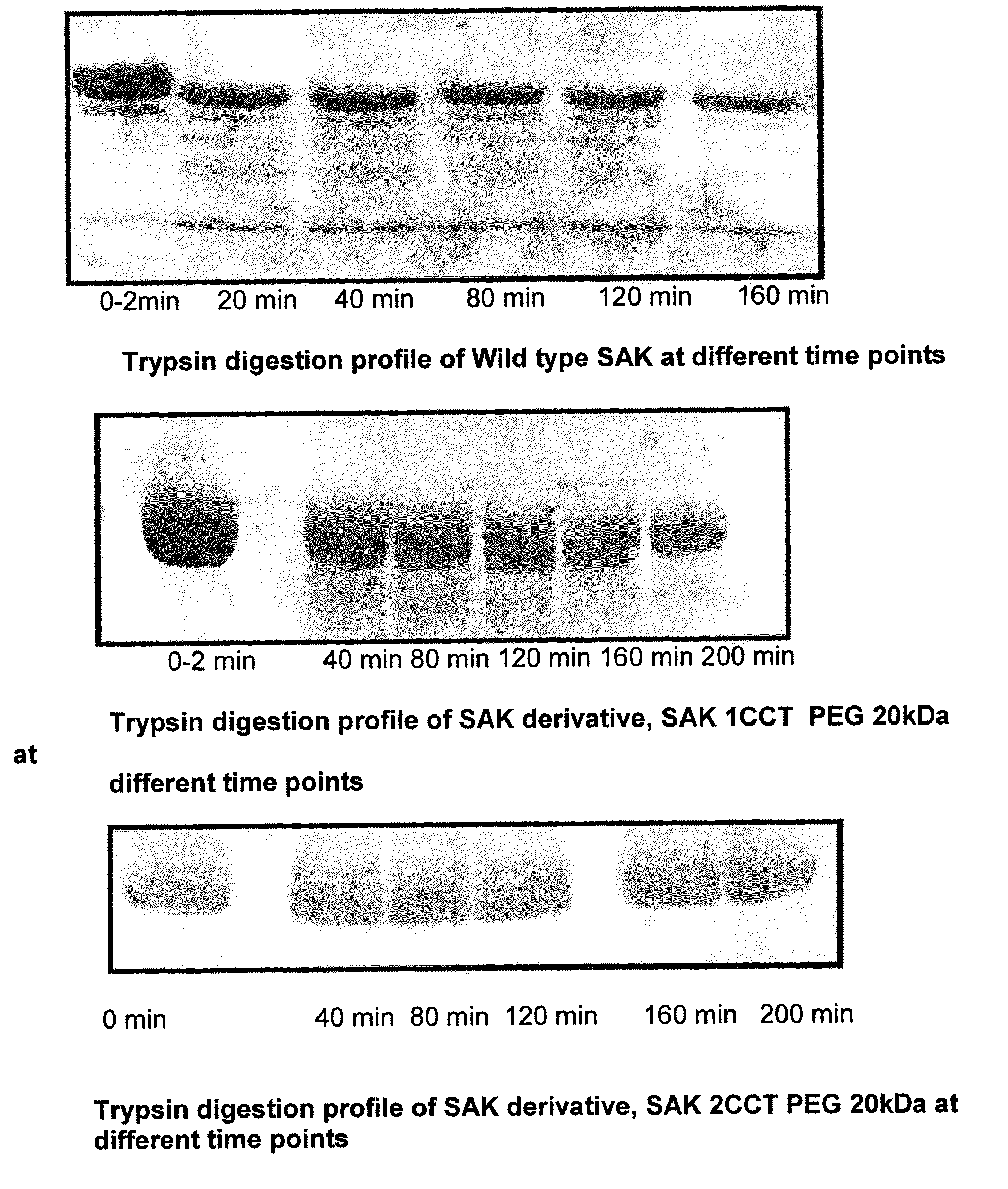 Mutants of Staphylokinase Carrying Amino and Carboxy-Terminal Extensions for Polyethylene Glycol Conjugation