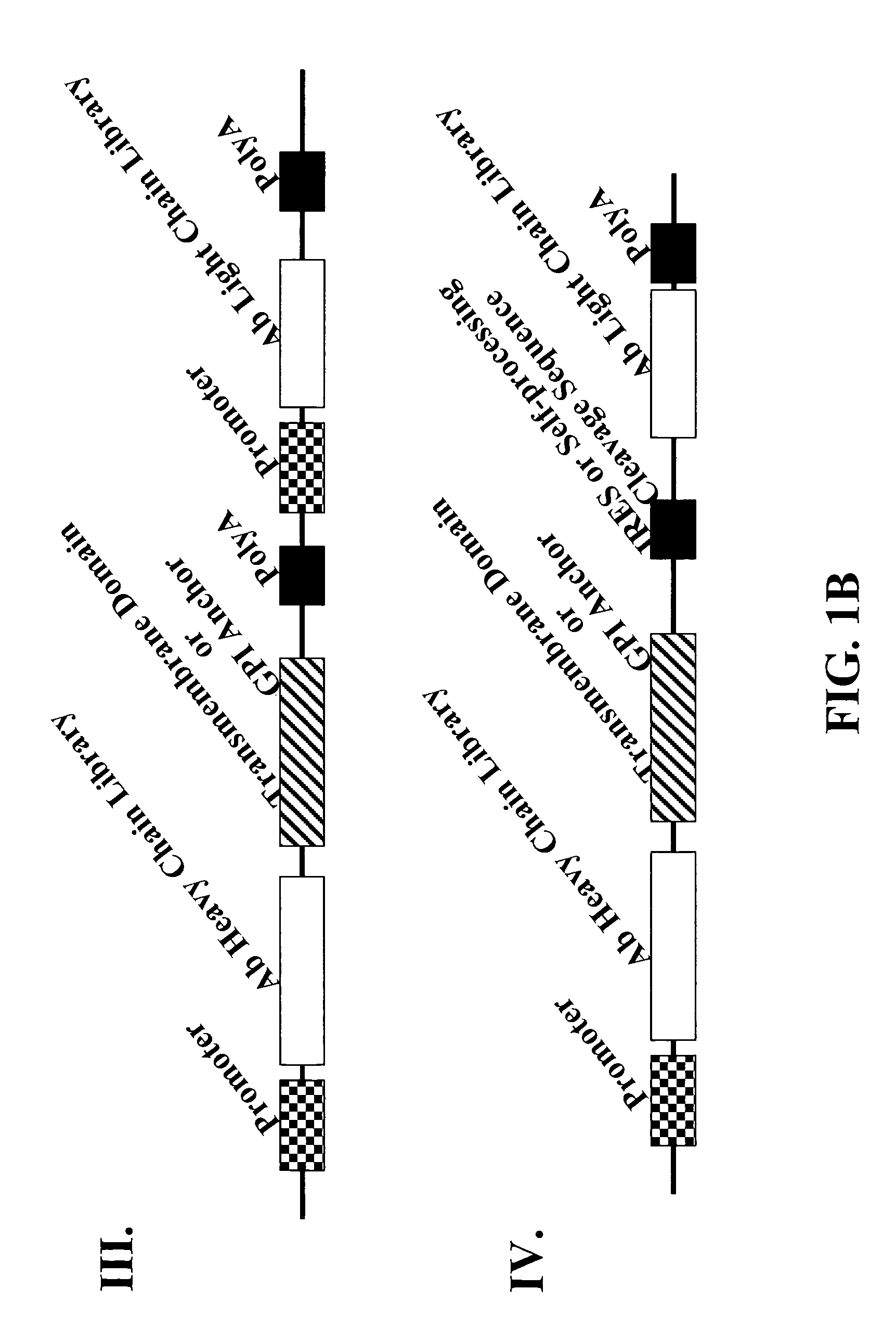 Cell display of antibody libraries