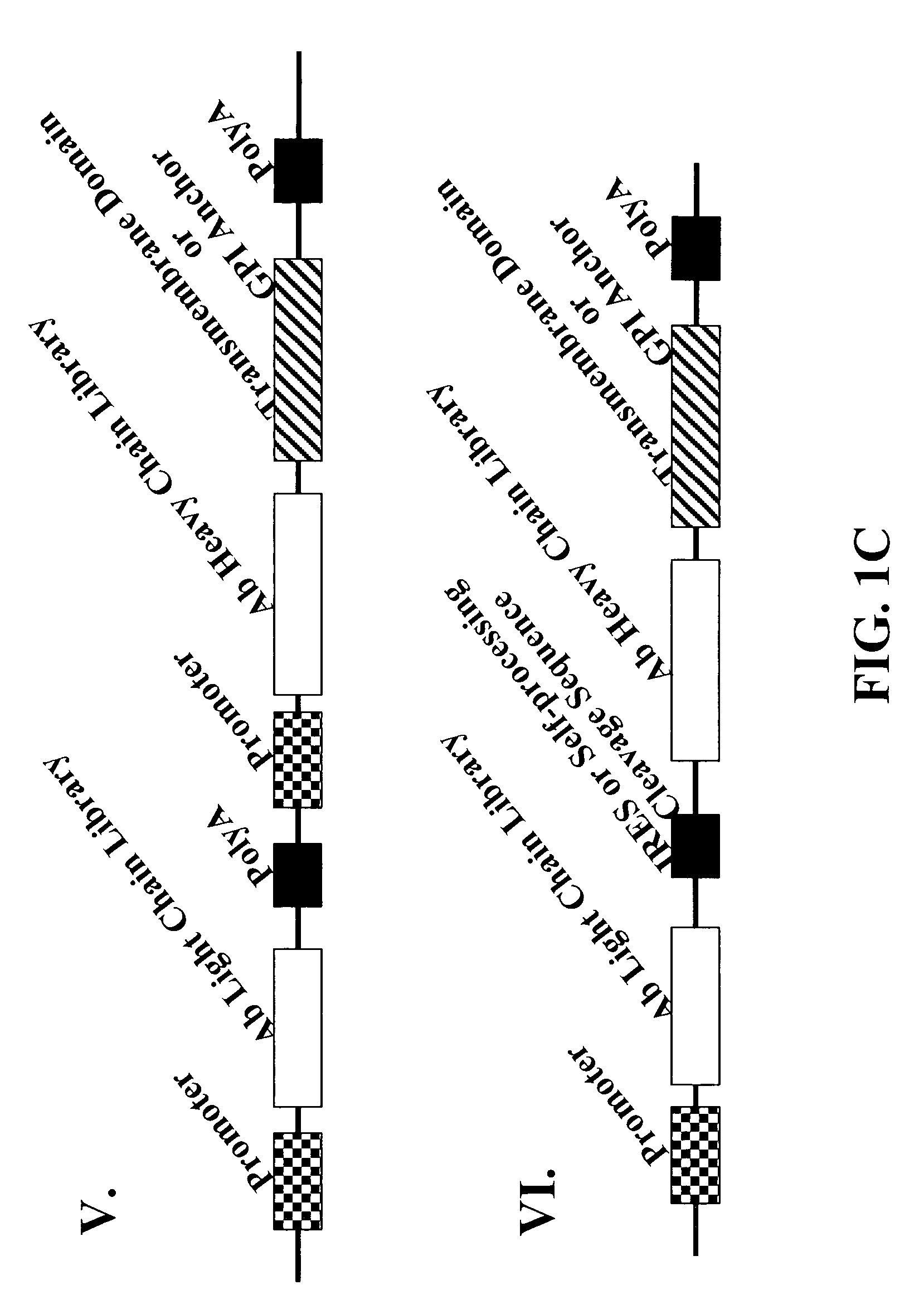 Cell display of antibody libraries