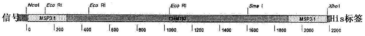 Biofusion proteins as Anti-malaria vaccines