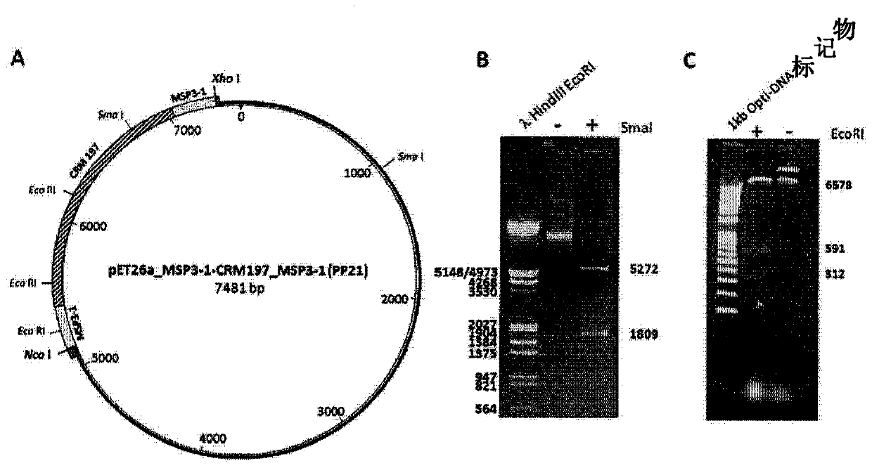 Biofusion proteins as Anti-malaria vaccines