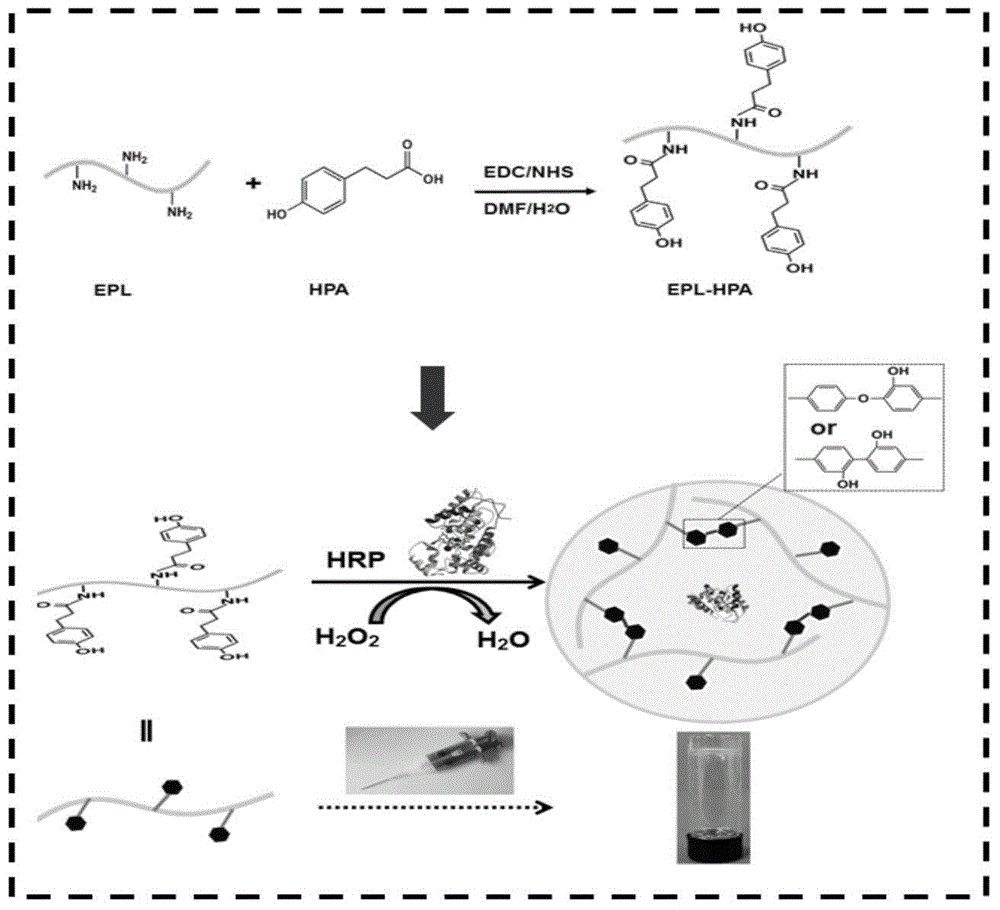 Epsilon-polylysine-p-hydroxybenzene propanoic acid antibiotic hydrogel dressing and preparation method thereof