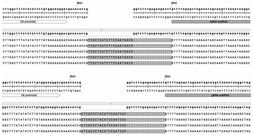 Application of USP30 gene as target spot in inhibition of Seneca valley virus replication