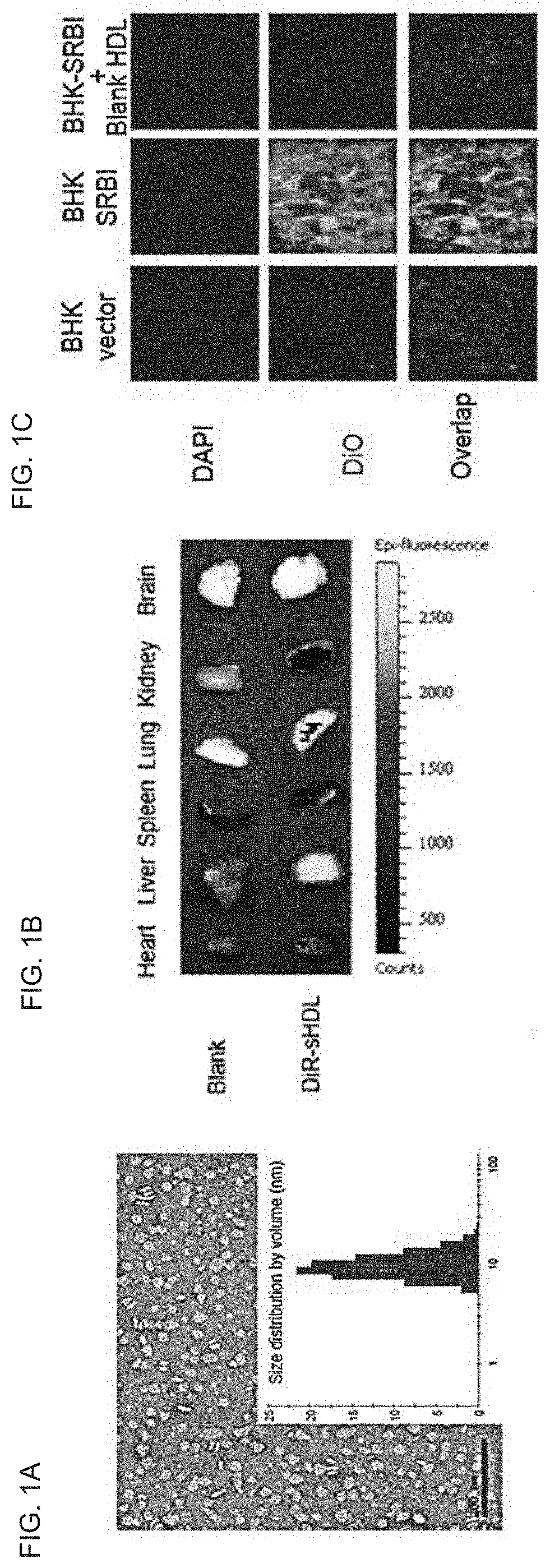 Compositions and methods for delivery of biomacromolecule agents