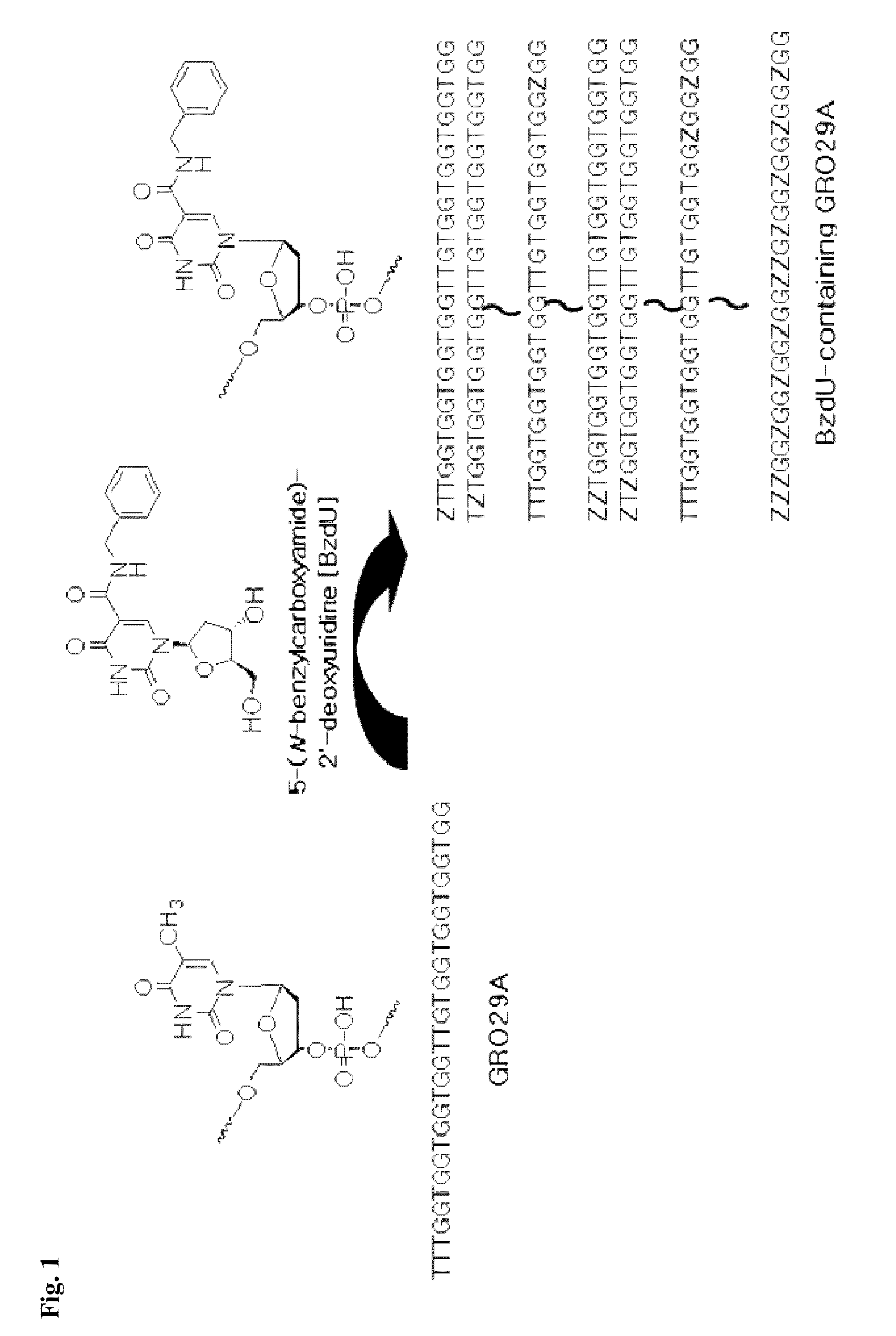 Nucleolin Specific Aptamer and Use thereof