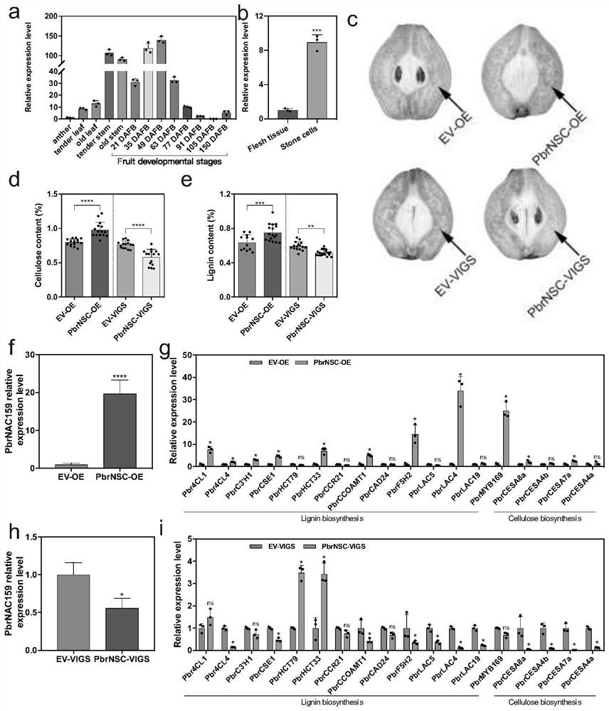 Pear PbrNSC gene and application thereof