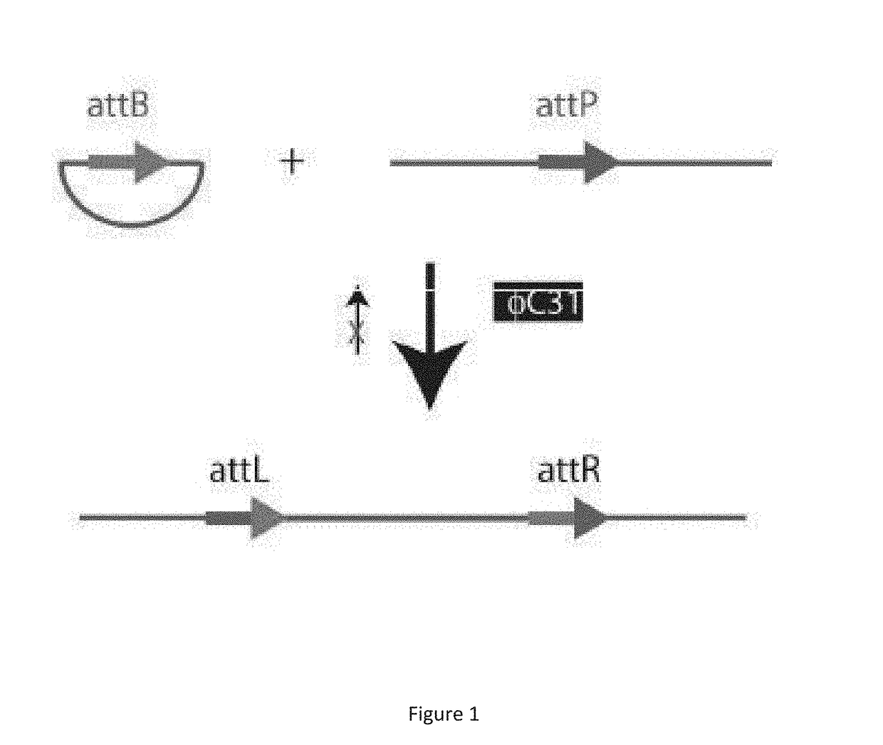 Enhanced Gene Expression