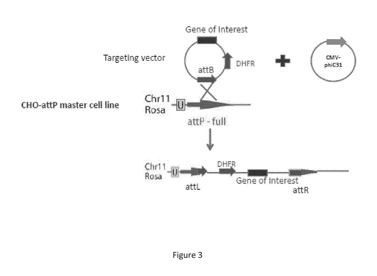 Enhanced Gene Expression