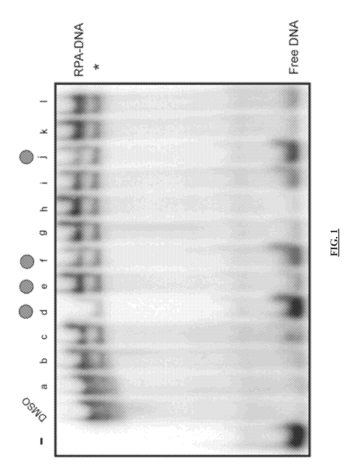 Materials and method for inhibiting replication protein a and uses thereof