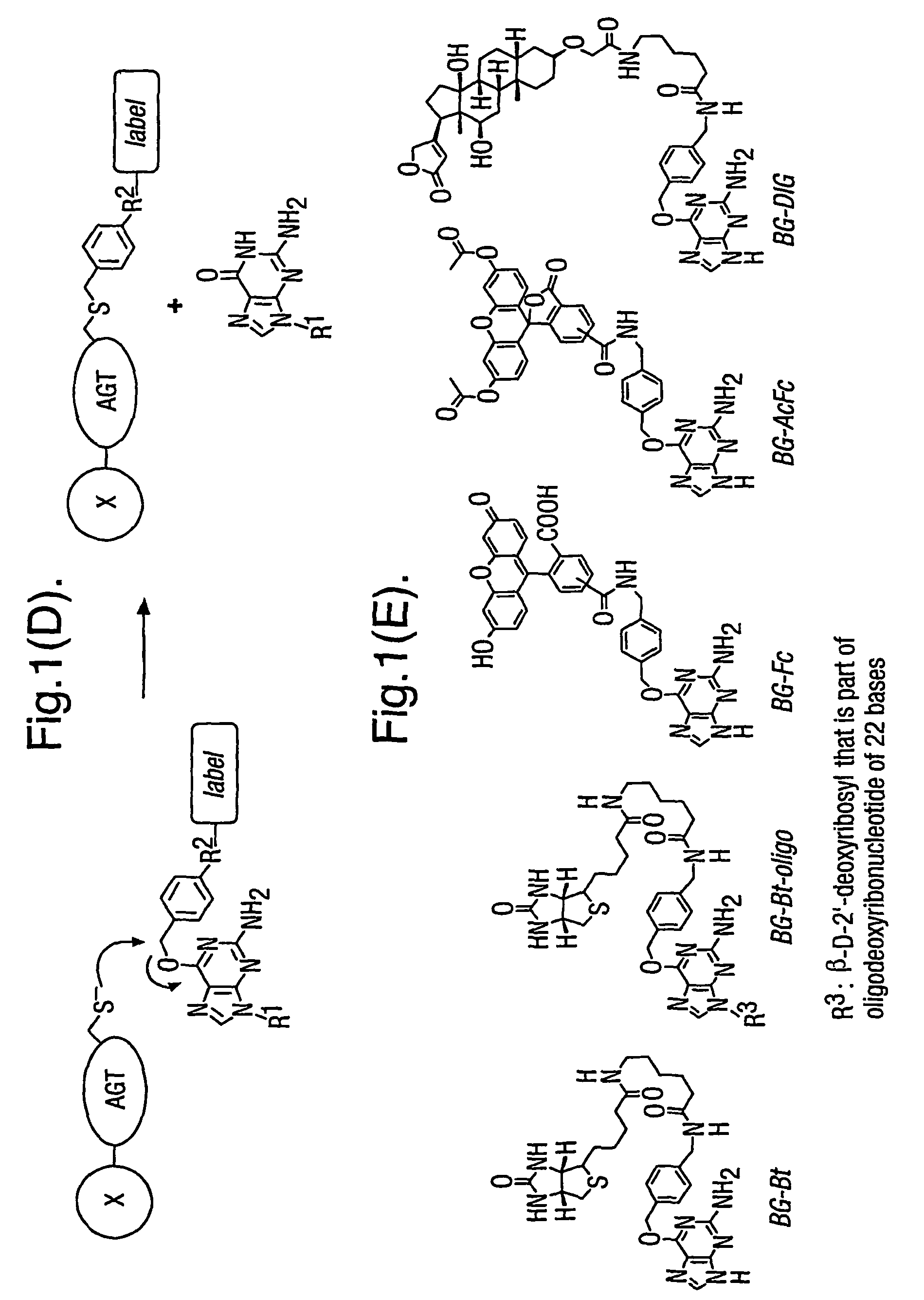 Methods using O6-alkylguanine-DNA alkyltransferases