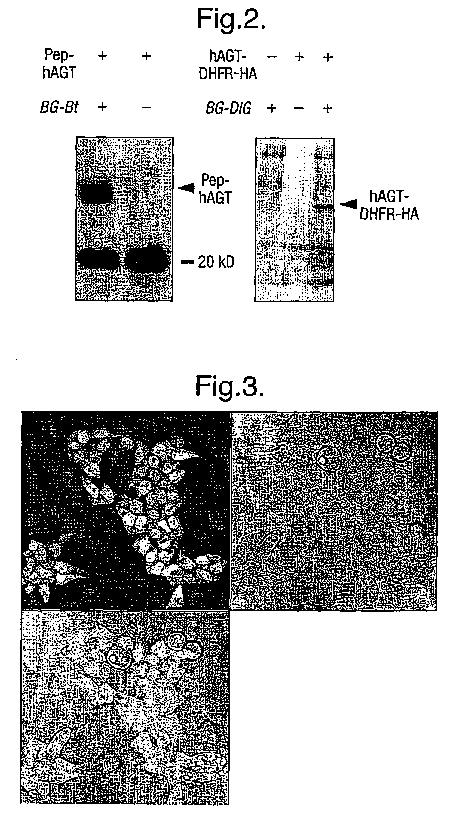 Methods using O6-alkylguanine-DNA alkyltransferases