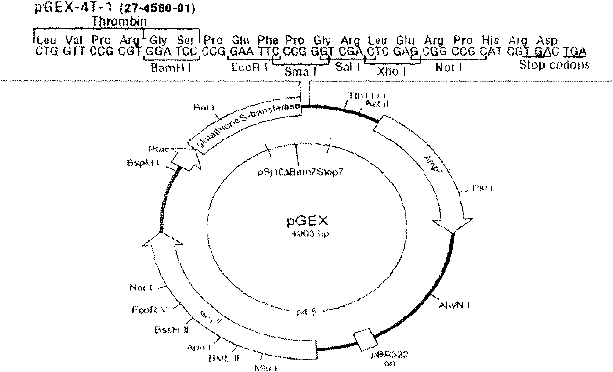 Recombinant tubercle bacillus antigen poly epitope peptide and its constructing method and use