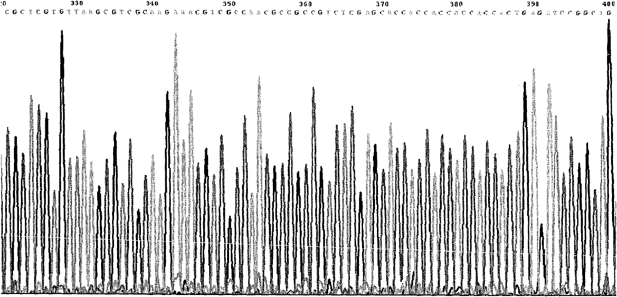 Recombinant tubercle bacillus antigen poly epitope peptide and its constructing method and use