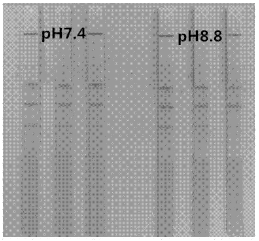 Preparation method of colloidal carbon labeled antibody and test strip prepared from colloidal carbon labeled antibody