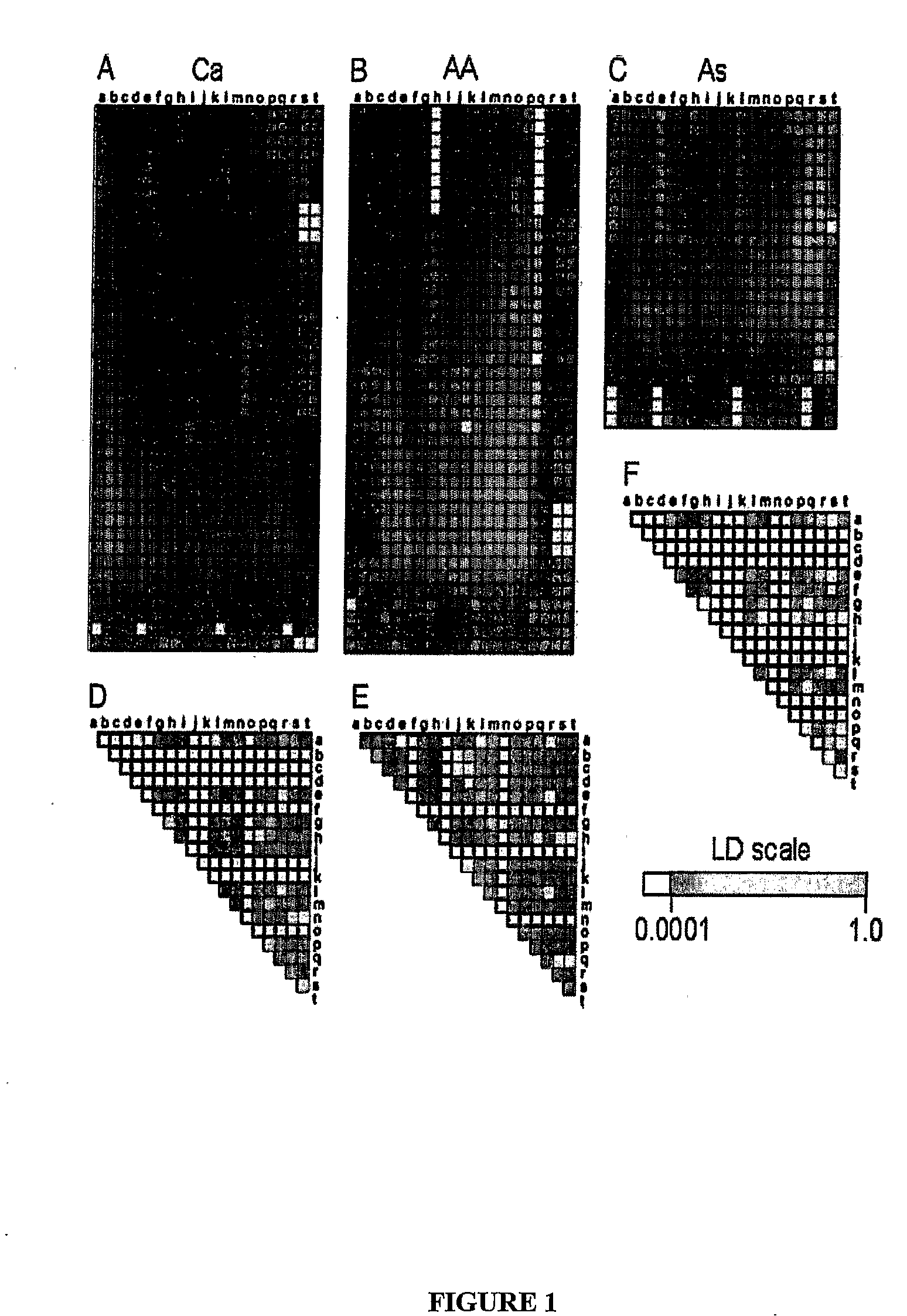 Polymorphisms and Haplotypes of the Alpha 2C Adrenergic Receptor Gene