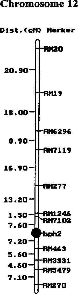 Main-gene bph2 molecular mark method for rice variety anti-brownspot gene site