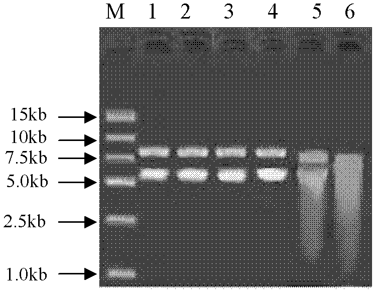 Preparation method of PLGA swine influenza DNA vaccine microsphere