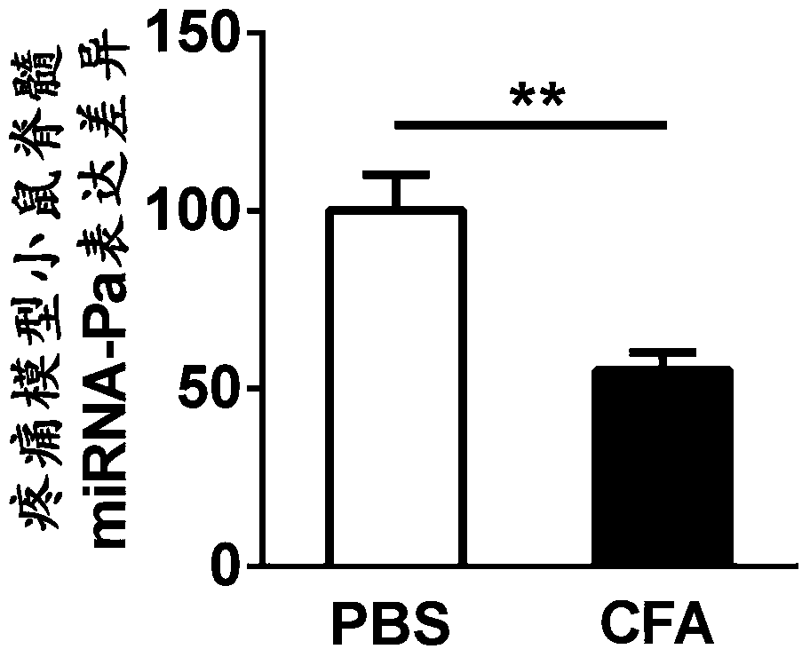 Application of mirna-pa compound in the preparation of diagnostic markers and therapeutic drugs for chronic pain