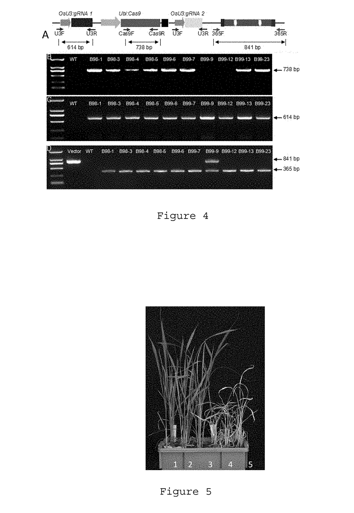 System for site-specific modification of als gene using crispr-cas9 system for production of herbicide-resistant rice and use of same