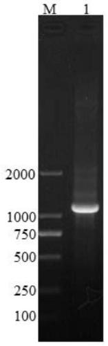 Recombinant human fallicle-stimulating hormone and preparation method thereof