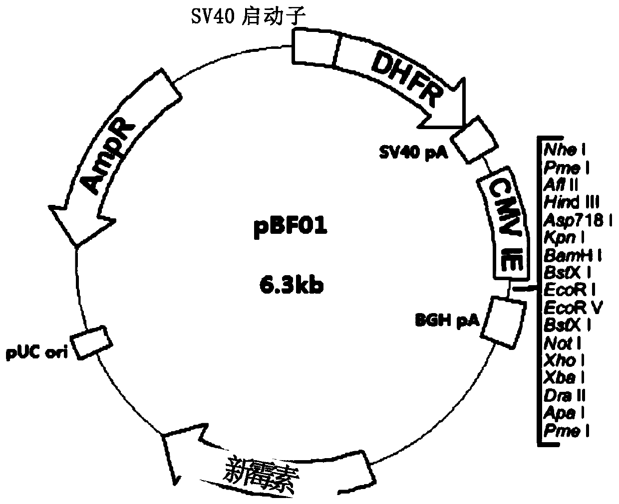 Recombinant human fallicle-stimulating hormone and preparation method thereof