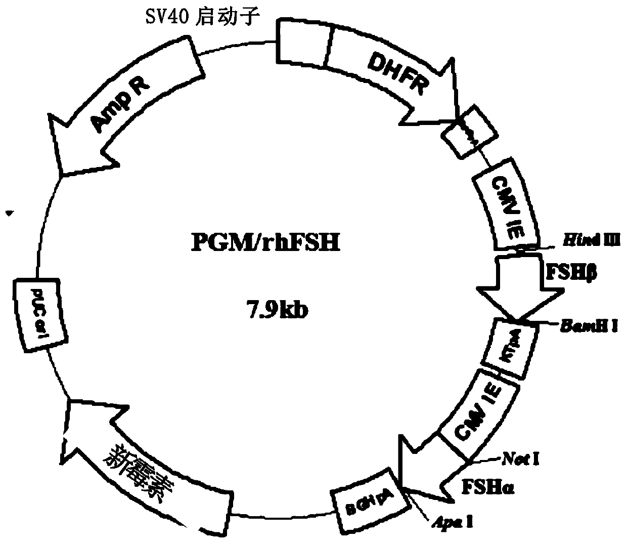 Recombinant human fallicle-stimulating hormone and preparation method thereof