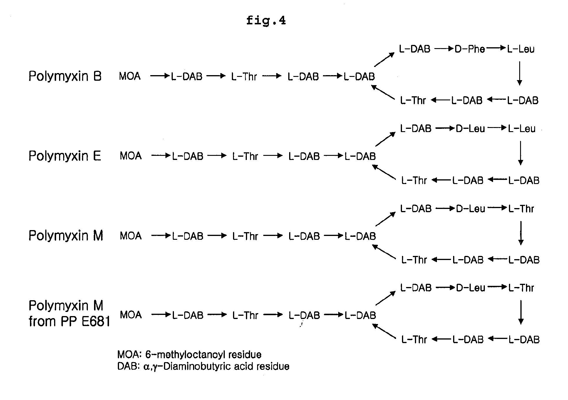 Polymyxin Synthetase and Gene Cluster Thereof