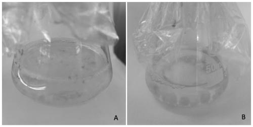 A method for efficiently inducing embryogenic callus of garlic using inflorescence rachis